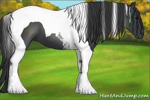 Horse Color:Black Tobiano 