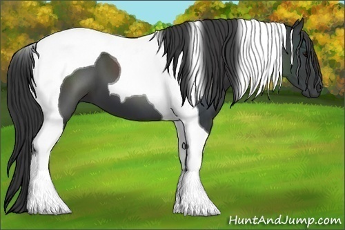 Horse Color:Black Tobiano 