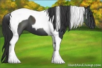 Horse Color:Black Tobiano 
