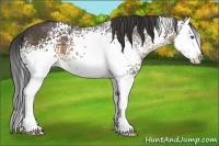 Horse Color:White Spotted Buckskin Sabino Splash 