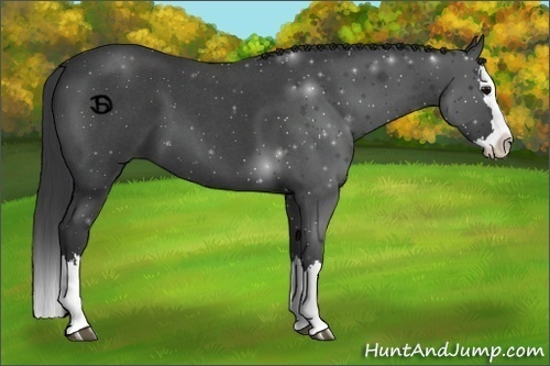Horse Color:Blue Roan Splash 