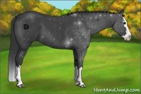 Horse Color:Blue Roan Splash