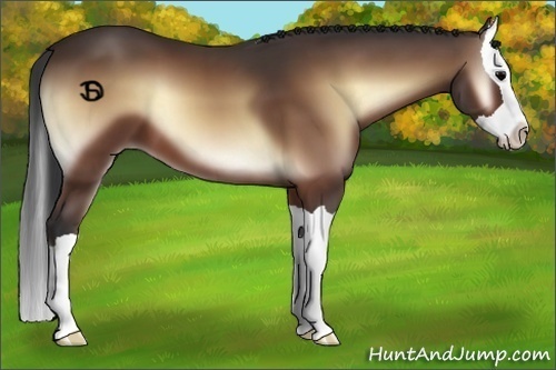 Horse Color:Bay Onyx Splash 