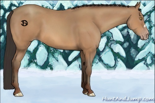 Horse Color:Amber Champagne 