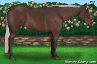 Horse Color:Silver Bay 