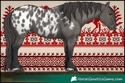 Horse Color:Grullo Appaloosa 