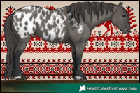 Horse Color:Grullo Appaloosa 