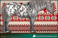 Horse Color:Grullo Appaloosa 