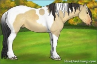 Horse Color:Buckskin Dun Tobiano