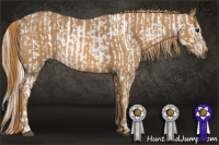 Horse Color:Gray White Spotted Black  Brindle