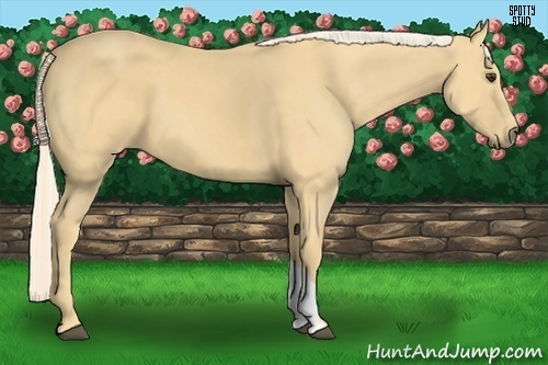 Horse Color:Palomino