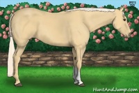 Horse Color:Palomino 