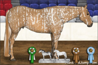 Horse Color:Gray White Spotted Black  Brindle