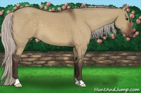 Horse Color:Silver Bay Dun 