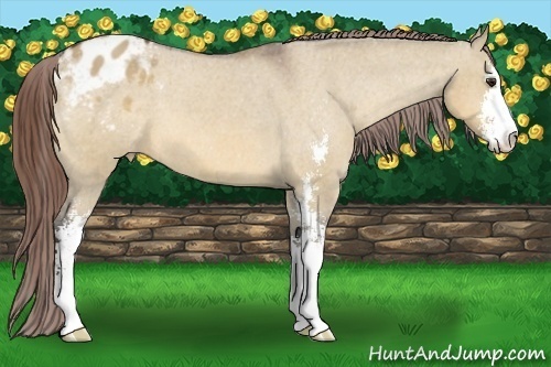 Horse Color:Bay Dun Sabino Appaloosa