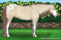 Horse Color:Bay Dun Sabino Appaloosa 