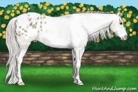 Horse Color:White Spotted Silver Grullo Frame Appaloosa 