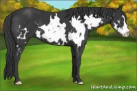 Horse Color:White Spotted Black Splash Frame