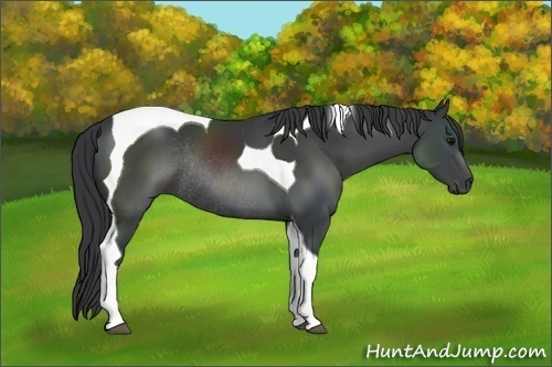 Horse Color:Black Sabino Tobiano Rabicano 