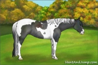 Horse Color:Black Sabino Tobiano Rabicano 