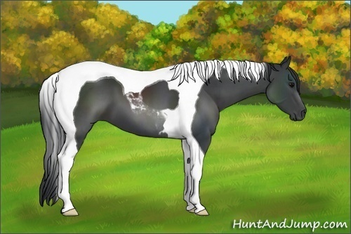 Horse Color:Black Tobiano 