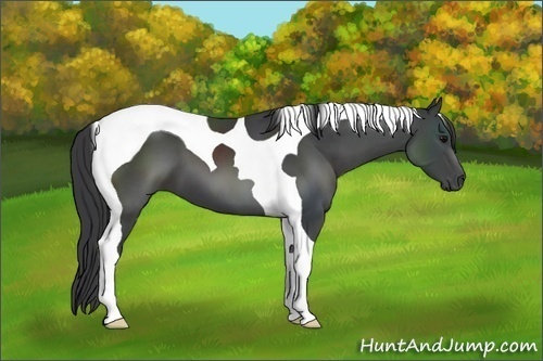 Horse Color:Black Tobiano 