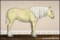 Horse Color:Palomino 