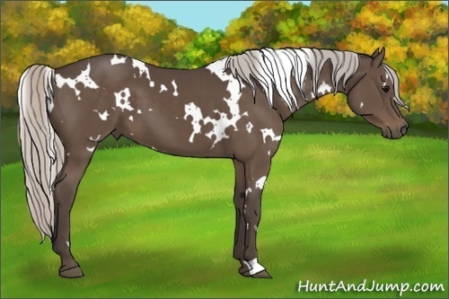 Horse Color:White Spotted Silver Black 