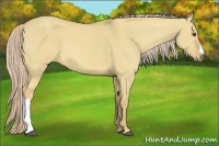 Horse Color:Palomino Dun