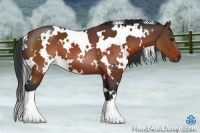 Horse Color:White Spotted Brown 