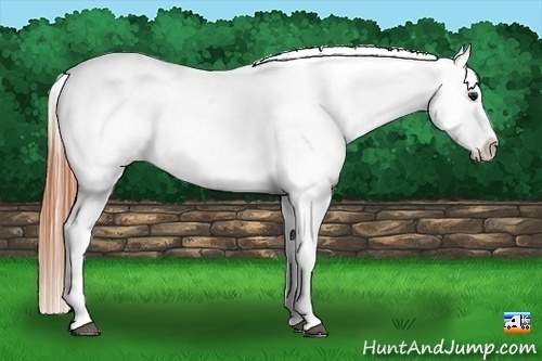 Horse Color:Buckskin Tobiano Varnish 