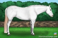Horse Color:Buckskin Tobiano Varnish