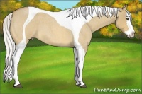 Horse Color:Silver Buckskin Roan Dun Splash Tobiano 