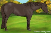 Horse Color:Liver Chestnut 