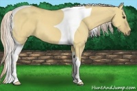 Horse Color:Palomino Dun Tobiano