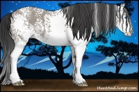 Horse Color:White Spotted Grullo Roan Splash