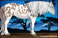 Horse Color:Bay Dun Splash Blanket Rabicano 