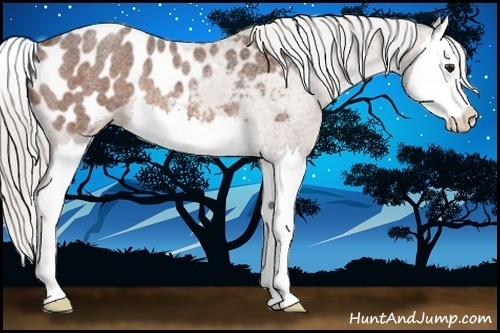 Horse Color:Silver Bay Roan Splash Appaloosa Rabicano 