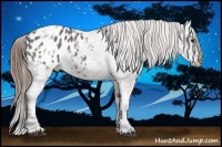 Horse Color:Grullo Ice Varnish