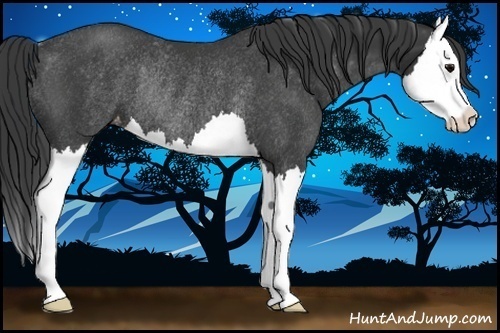 Horse Color:Black Splash Appaloosa Rabicano