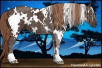 Horse Color:White Spotted Liver Chestnut