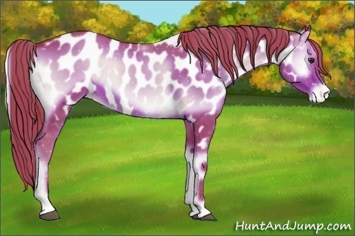 Horse Color:Watercolor Liver Red Onyx Sabino Near Leopard 