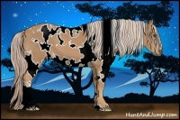 Horse Color:White Spotted Palomino