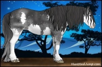 Horse Color:Black Splash