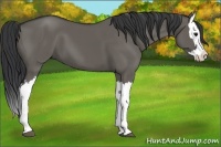 Horse Color:Grullo Splash 