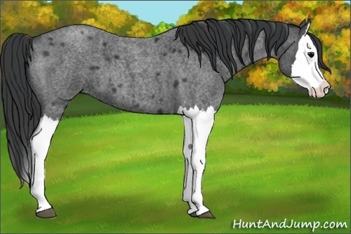 Horse Color:Blue Roan Splash 