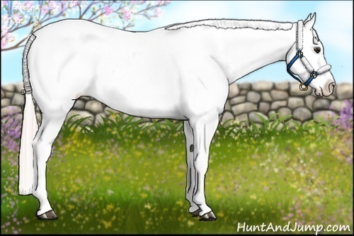 Horse Color:Silver Bay Roan Dun Near Leopard Rabicano 