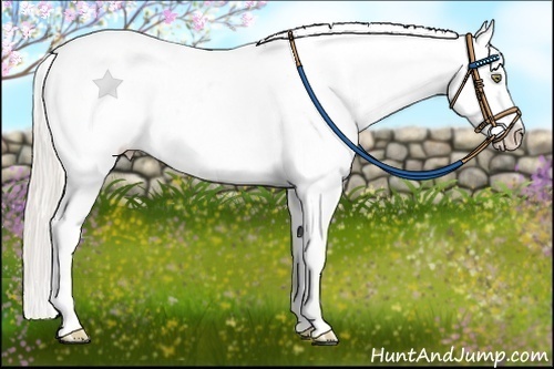 Horse Color:Silver Amber Champagne Roan Frame Blanket Rabicano 