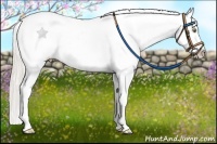 Horse Color:Silver Amber Champagne Roan Frame Appaloosa Rabicano
