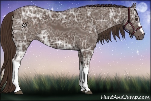 Horse Color:Liver Chestnut Ice